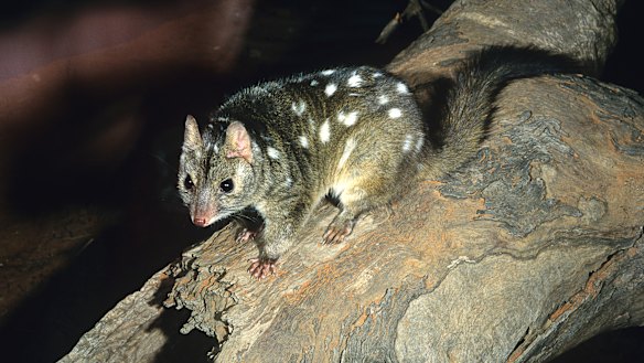 The Western Quoll (Dasyurus geoffroii), also known as the Chuditch is a vulnerable species, whose distribution is now confined to south-western Western Australia.