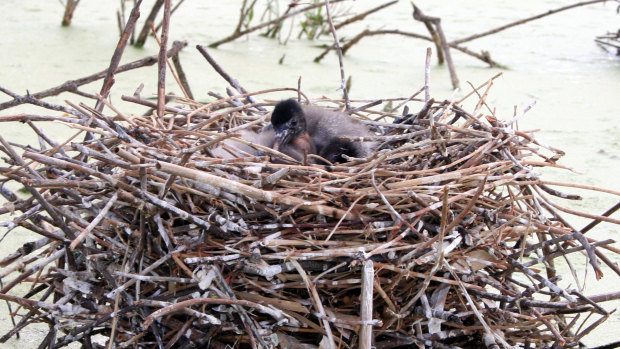 Straw-necked ibis in a nest on Narran Lakes in the northern Murray-Darling Basin.