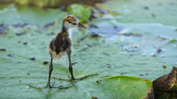 A baby jacana from the Northern Territory, as shown in Australia’s Wild Odyssey.