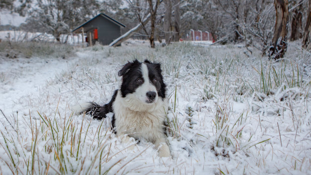 This pup made the most of the early-morning snow at Dinner Plain on Thursday.