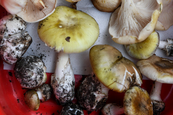 Samples of poisonous mushrooms including the Death Cap and other varieties more similar to edible funghi.