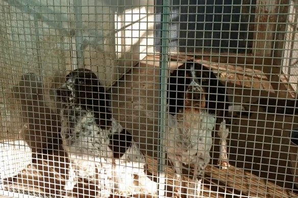 Animals rescued during recent raids of puppy farms.