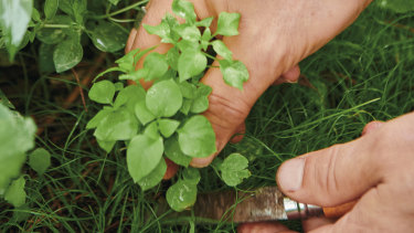 Chickweed can be used in everything from sandwiches and salads to smoothies