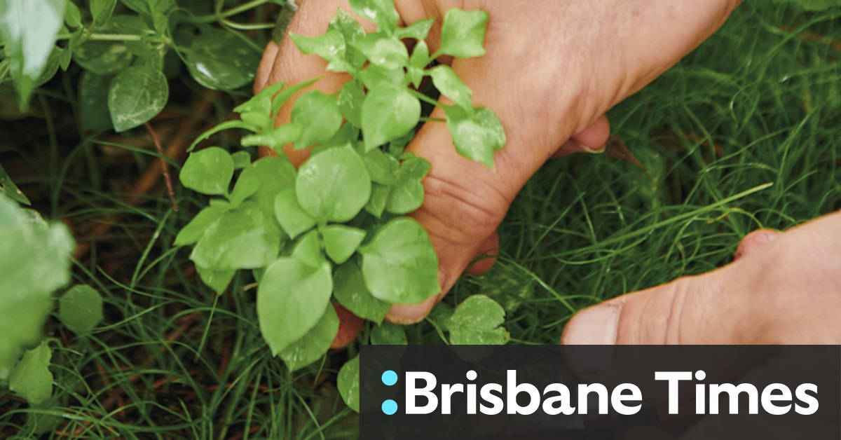 Weeds taking over? Why you shouldn't simply pull them out and move on - Vimarsana News