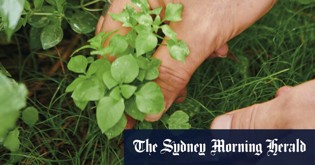 Weeds taking over? Why you shouldn't simply pull them out and move on - Vimarsana News