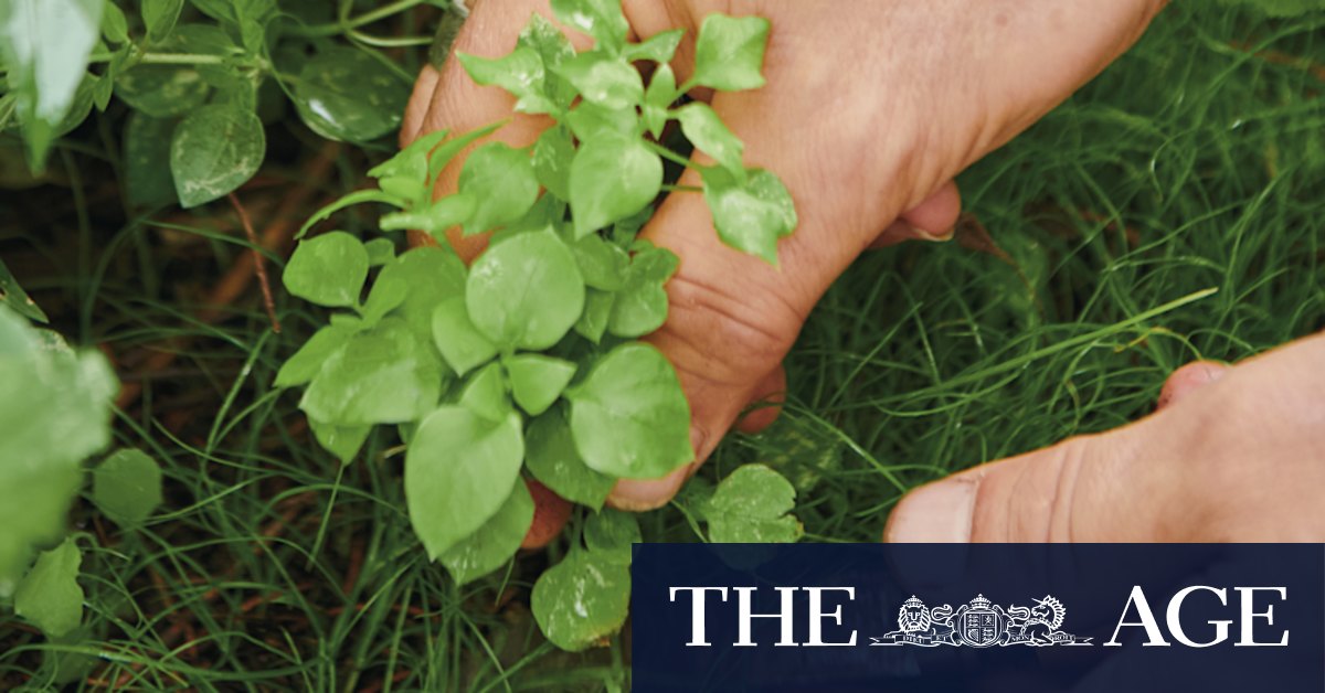 Weeds taking over? Why you shouldn't simply pull them out and move on - Vimarsana News
