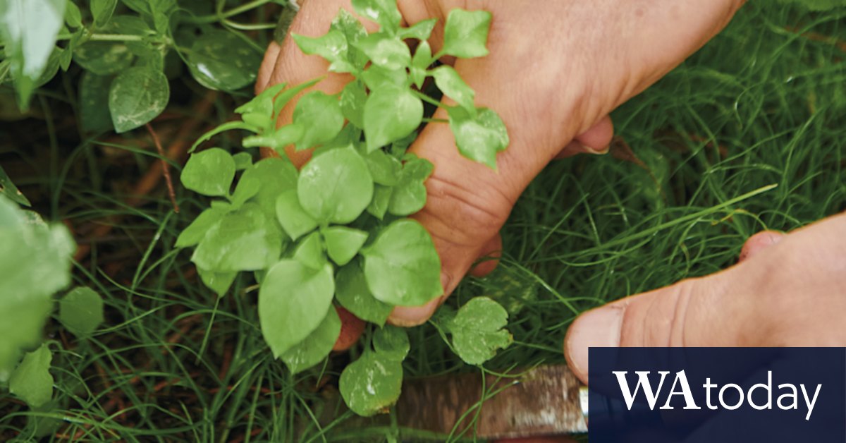 Weeds taking over? Why you shouldn't simply pull them out and move on - Vimarsana News