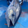 Teen reels in 135-kilogram tuna in waters off Mornington Peninsula