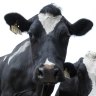 Panic over additive in cattle feed sparks milk and meat furore