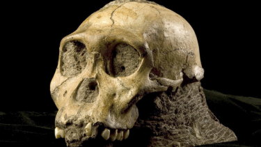 The cranium of Australopithecus sediba from the Malapa site, South Africa.