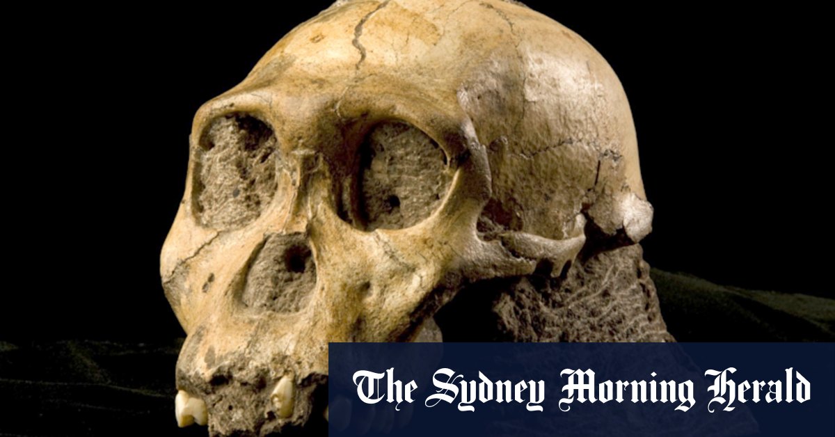 Australopithecus found in South Africa may be 1 million years older than thought - Vimarsana News