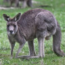 Hooroo, roos: The plan to bounce kangaroos from Commonwealth Games site