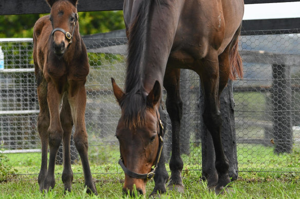 Winx and her little Pierro foal born in the Hunter Valley.