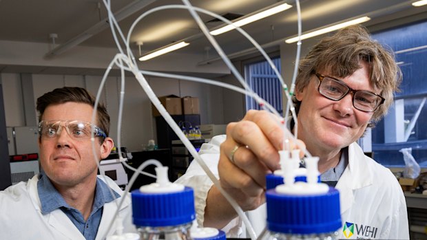 Dr Simon Cobbold (left) and Professor David Komander at WEHI have added a new layer of knowledge to how our body regulates sugar.