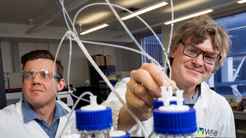 How a ubiquitous molecule could help treat obesity and heart disease