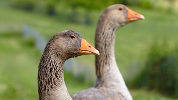 Foie gras is produced by force-feeding corn to ducks and geese to enlarge their livers.