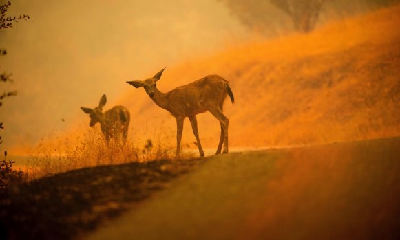 Deer are caught in the smoke and flames as the Carr fire burns near Redding, California on Saturday.
