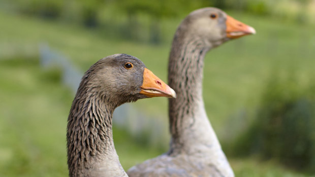 Foie gras is produced by force-feeding corn to ducks and geese to enlarge their livers.