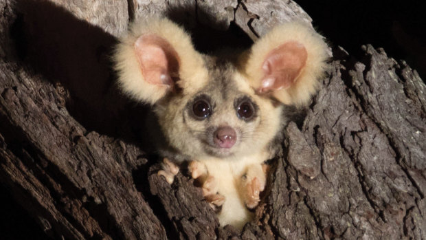 The furry flyers vary in size, getting smaller the further north they live.