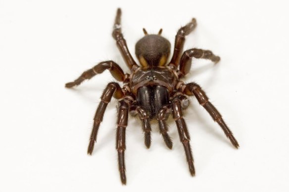 Researchers have isolated a protein  in the venom of the Fraser Island funnel-web spider which could extend the usable life of transplant organs.