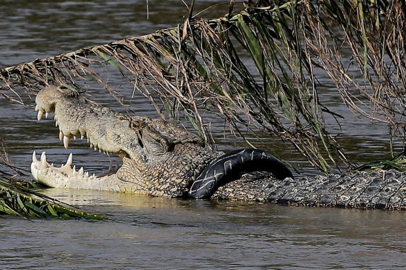 A crocodile trapped inside a rubber tyre has been freed.