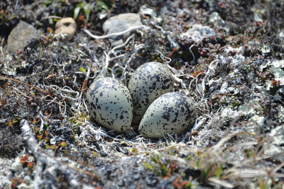 A Black-bellied Plover nest at Woolley Lagoon, Alaska.