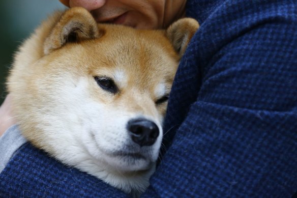Shiba inu sydney price discount