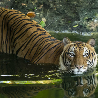 While in the 1950s there were as many as 3000 Malayan tigers, thanks to poaching having decimated the population, there are now estimated to be less than 200 in the wild, prompting grim warnings that they will soon die out.