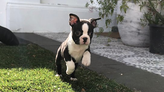 Our serene country afternoon rocketed from dreamy to devastating in an instant. You never know what noises you’ll make in a crisis until it’s happening and my spontaneous shrieks surprised me.