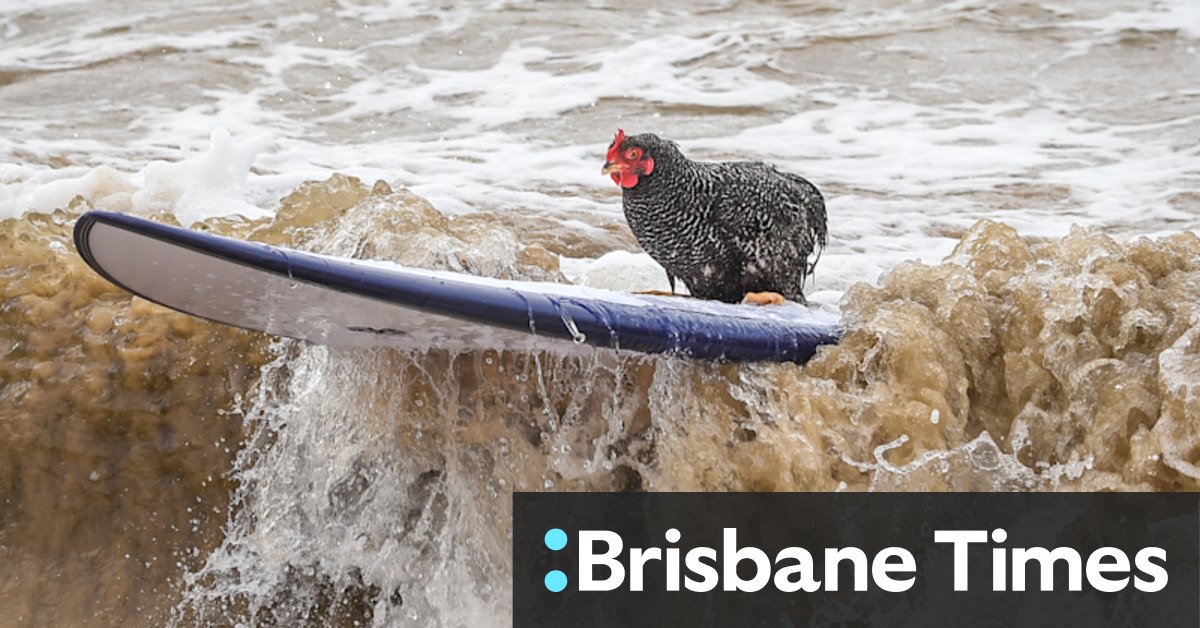 No, honey, you aren't seeing things, that chicken really IS surfing - Vimarsana News