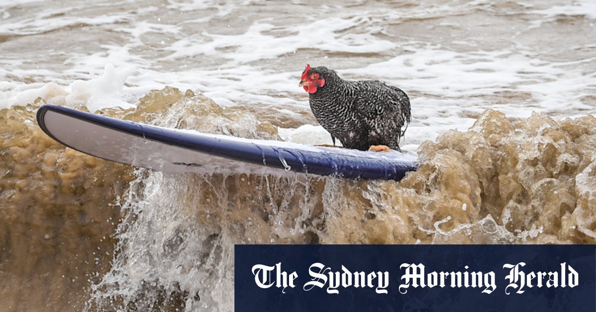 No, honey, you aren't seeing things, that chicken really IS surfing - Vimarsana News
