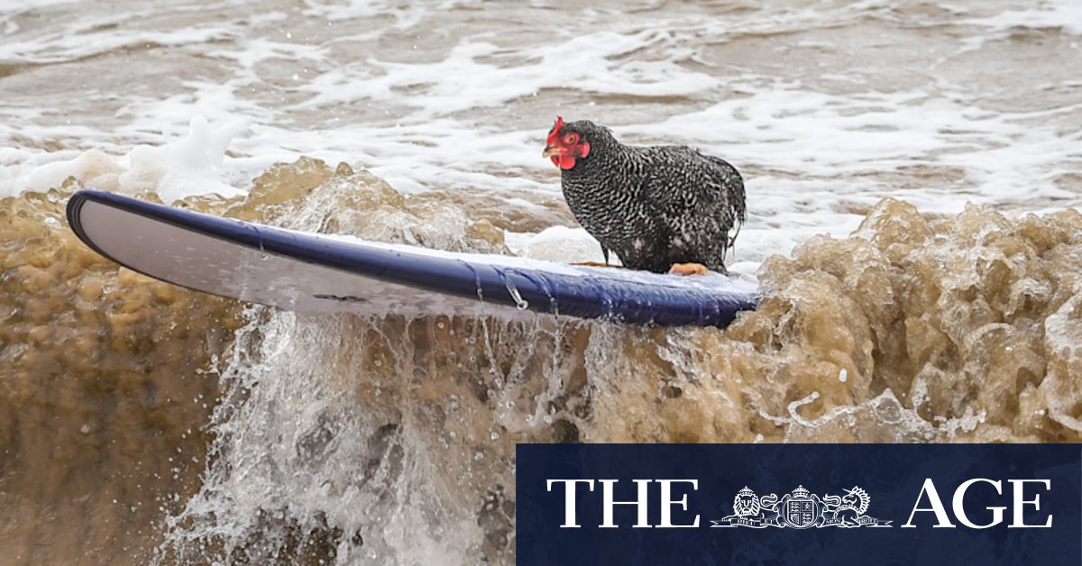 No, honey, you aren't seeing things, that chicken really IS surfing - Vimarsana News