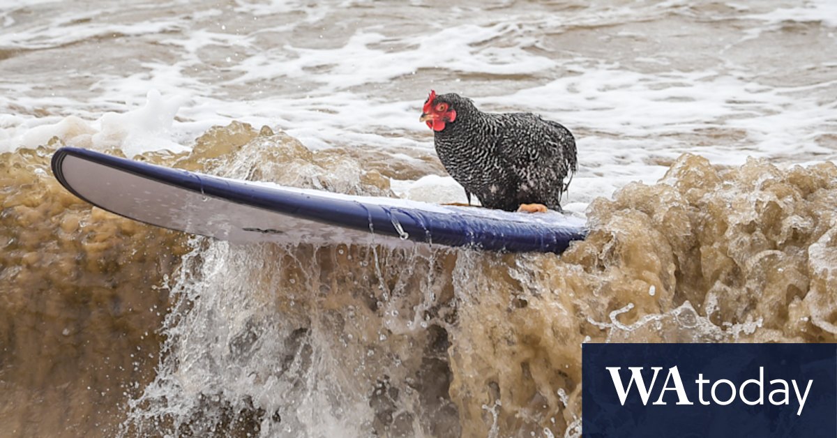 No, honey, you aren't seeing things, that chicken really IS surfing - Vimarsana News