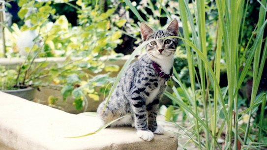 In the street, Merlon liked to position
himself for pats from passers-by.