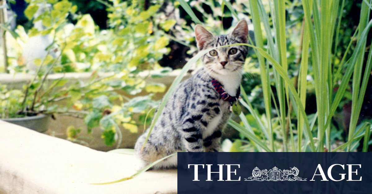 Angel of mercy, or executioner? The existential angst involved in putting down a pet - Vimarsana News