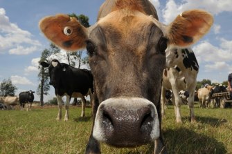 Livestock production currently generates around 10 per cent of Australia's greenhouse gas emissions.