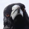 Australia’s most seen bird? After 5 million sightings, the answer’s in