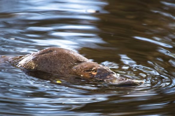A UV torch is unlikely to help you spot the famously elusive platypus.