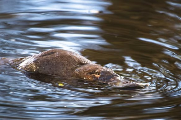 A study has detected PFAS chemicals in platypuses.