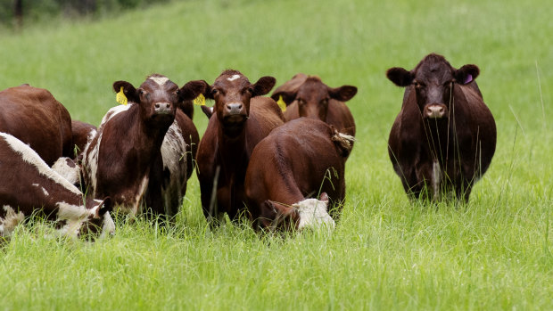 Define ‘tree’: The fight over Woolworths’ eco-beef pledge