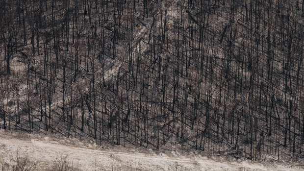 Fires ravaged not only plants and animals, but the soils beneath them