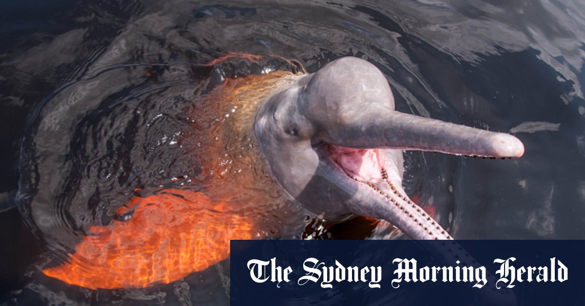 Soaring water temperatures suspected in death of 100 pink dolphins