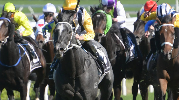 Different horse: Nobu shows a good turn of foot to put a gap on rivals at Randwick.
