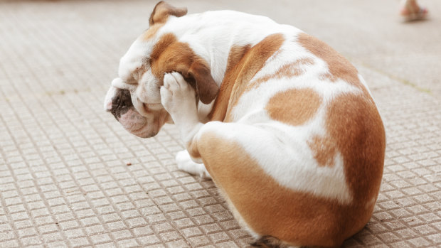 Are feathers the answer to your pet s itch