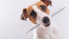 Doing the sums: Real Pet Food Company is expected to front new potential investors in coming months. 