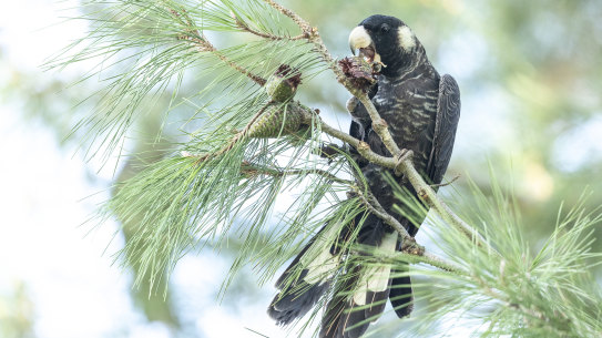 A Carnaby’s black cockatoo in a Perth pine tree. 