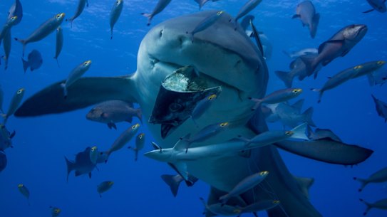 The marine destruction from shark nets has reignited the debate over shark mitigation strategies.