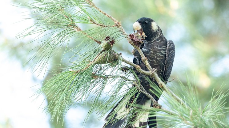 watoday.com.au - Hamish Hastie - Perth Zoo to build a Black Cockatoo hospital to boost bird flu response
