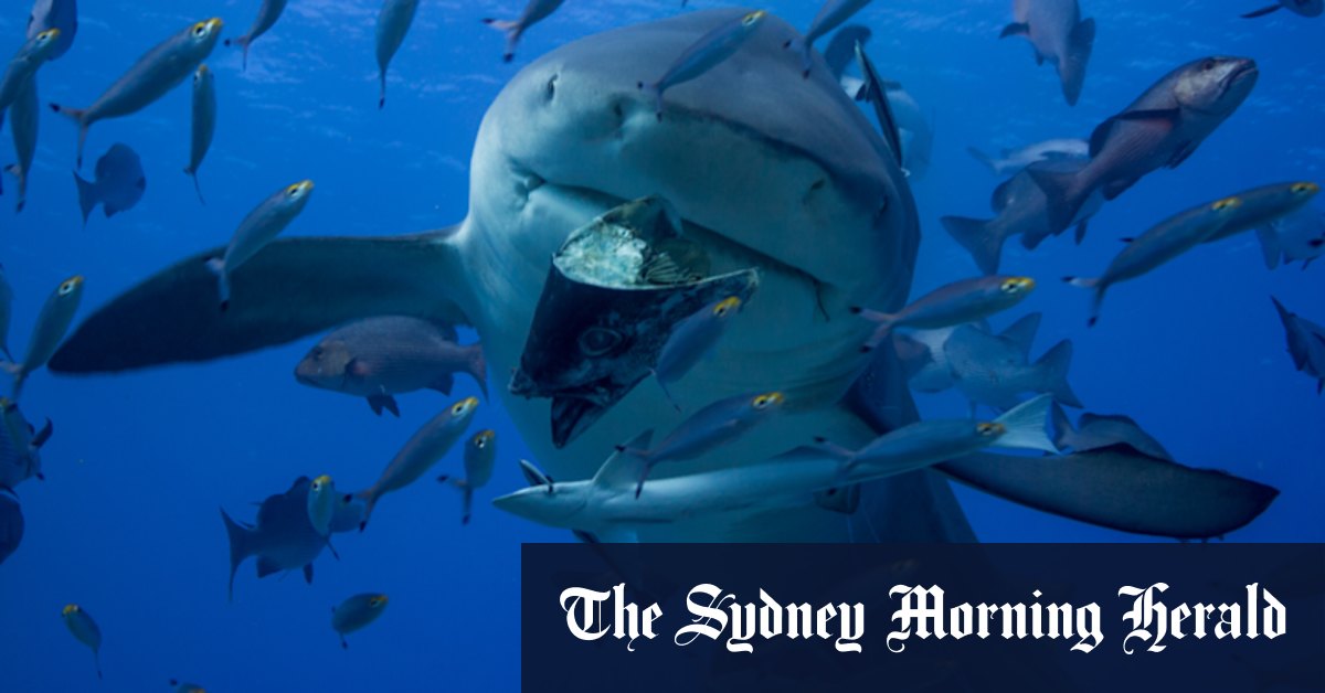 Shark nets ‘don’t actually do anything’. So why are we using them?