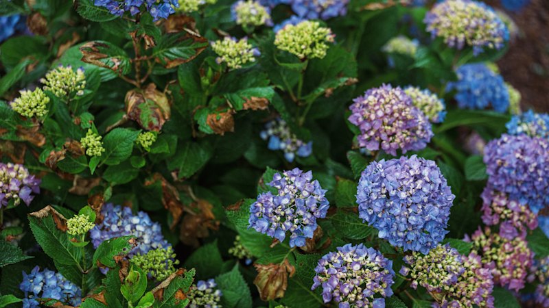 The real reason your home gardening isn’t going to plan this summer